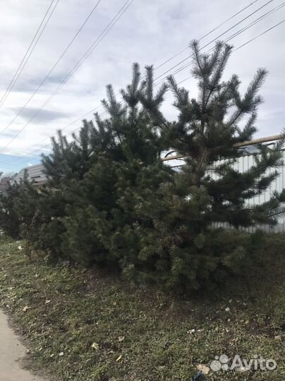 Сосна новогодняя