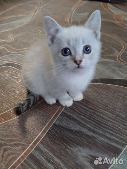 Котята. Бесплатно