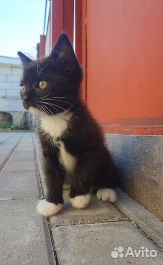 Котики в добрые руки