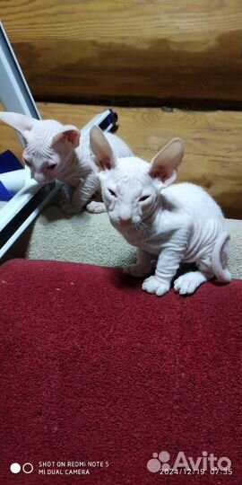 Канадский сфинкс