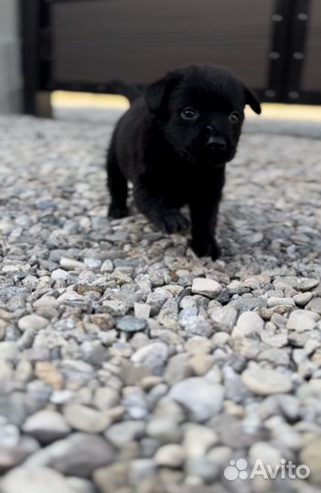 Щенки лабрадора