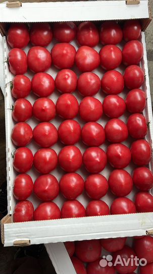 Помидоры Дагестанские оптом