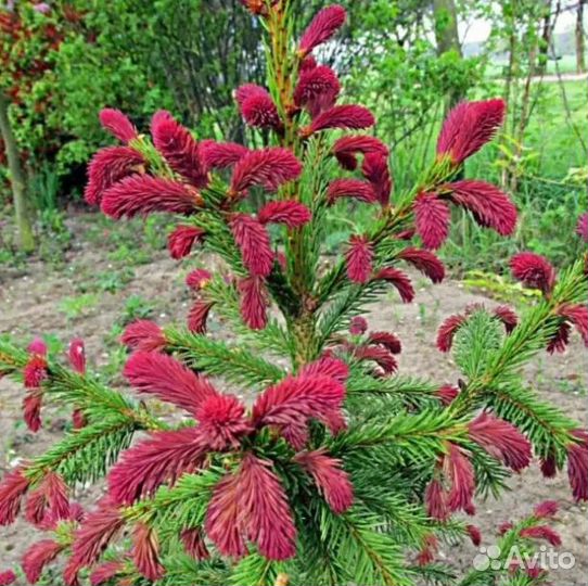 Саженцы ель голубая