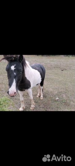 Лошадь пони