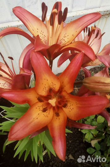 Лилии,хризантемы