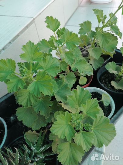 Пеларгония герань сортовая