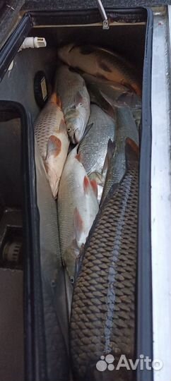 Рыбалка с гидом Астрахань