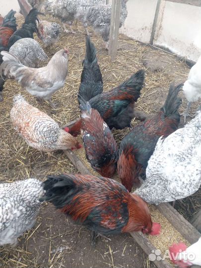 Породные петушки