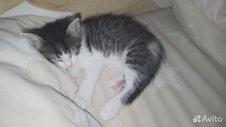 Котёнок в добрые руки отвечаем только взрослым