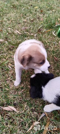 Щенки в добрые руки и заботливые руки