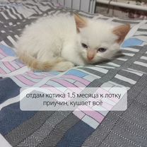 Котята в добрые руки бесплатно мальчик