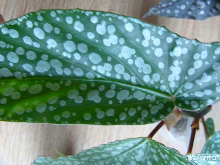 Тростниковые бегонии