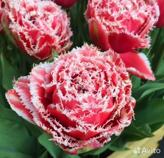 Луковицы тюльпанов