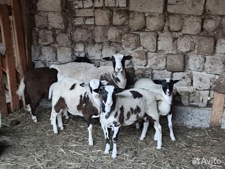 Овцы Дорпер смесь