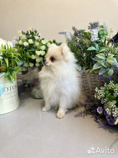 Шпиц мини девочка