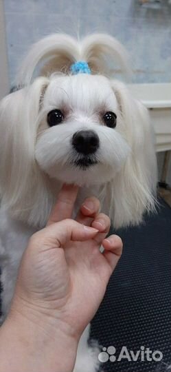 Стрижка собак декоративных пород