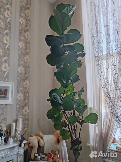 Фикус лирата