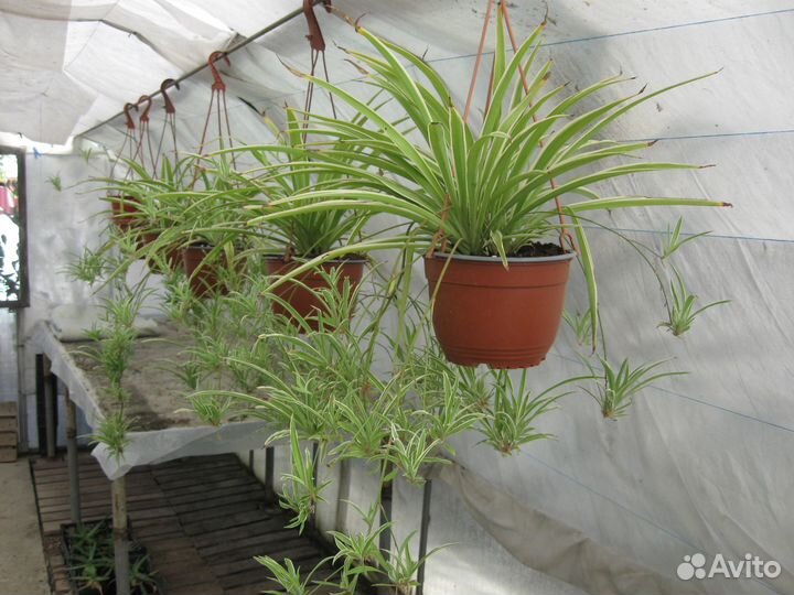 Вариегатный хлорофитум