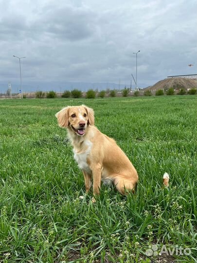 Метис спаниеля