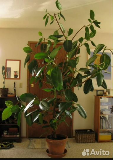 Фикус каучуконосный