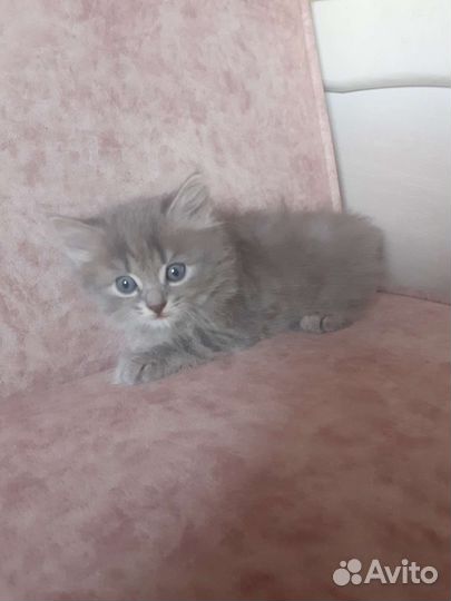 Котята