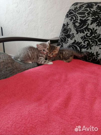 Шотландские котята