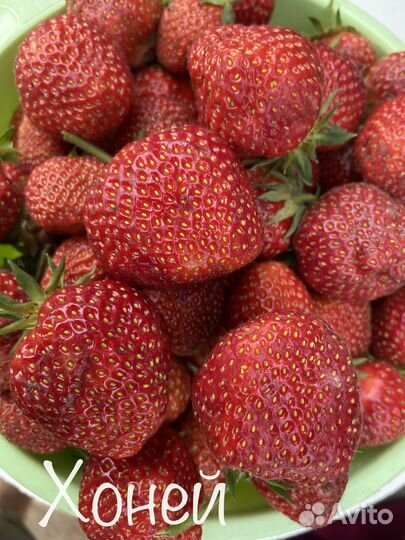 Рассада садовой земляники(клубники)