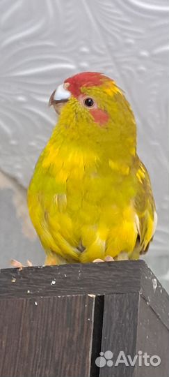 Какарик самка с клеткой