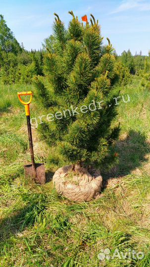 Саженцы Кедр Сибирский 130-170см Премиум класс