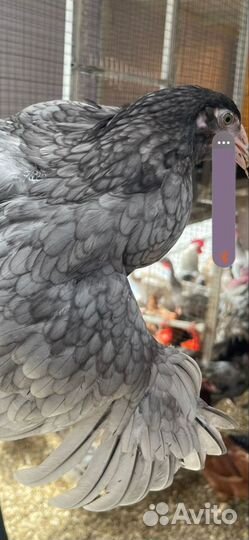Куры молодки несушки доминант