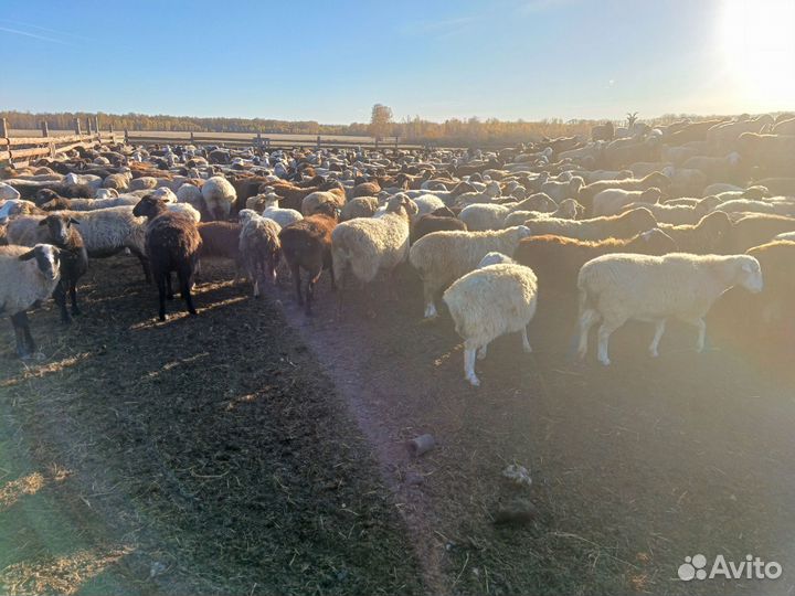 Овцы бараны ягнята оптом