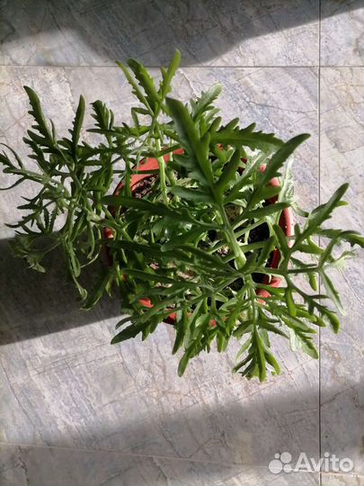 Кротон, суккуленты