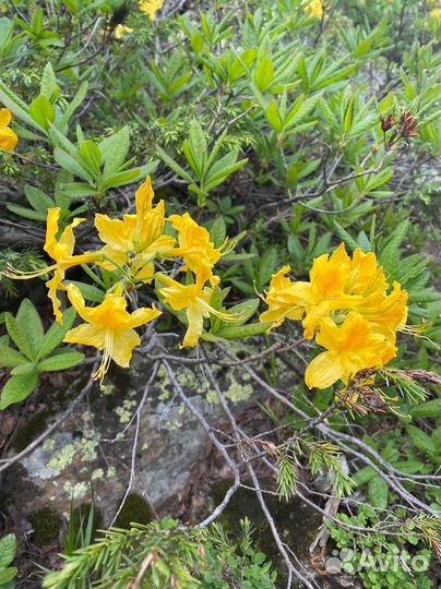 Экскурсии домбай