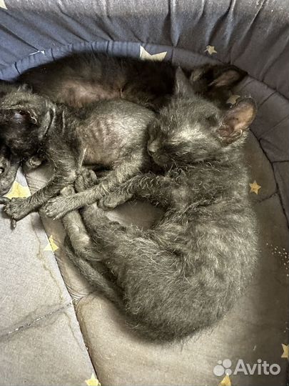 Лысые и полулысые котята