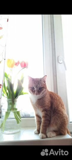 Котик Оскар