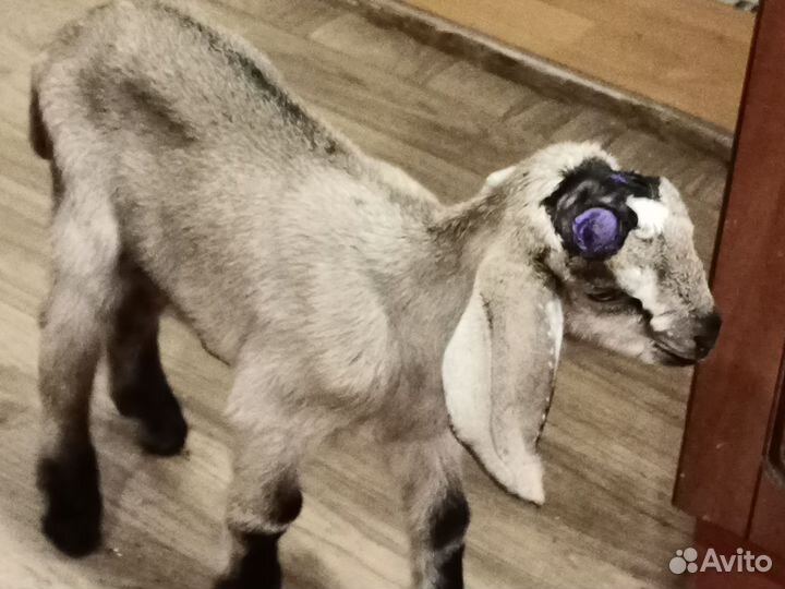 Коза дойная, Козлята нубийские. Некозь1год