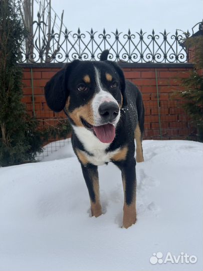 Энтлебухер зенненхунд, вязка, кобель