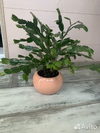 Цветок декабрист