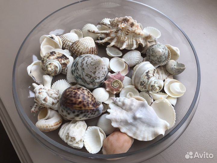 Морские ракушки раковины