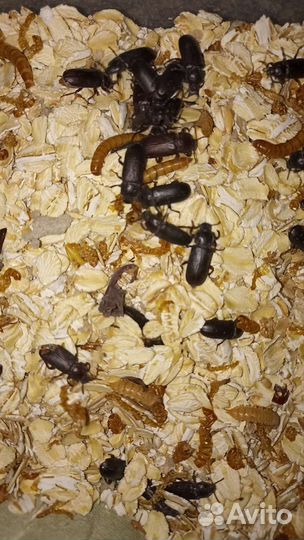 Мучной червь