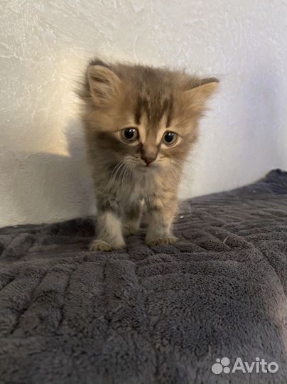 Отдам пушистого комочка