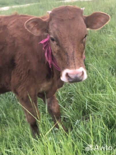 Телка 1 год