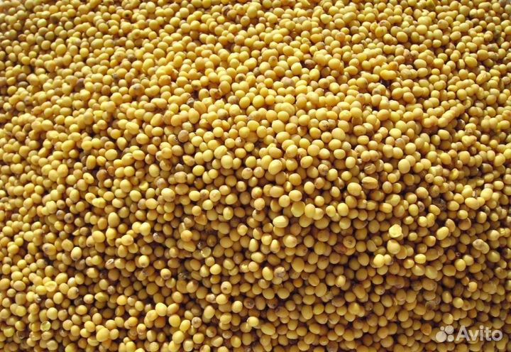 Горчица желтая и черная оптом. Семена, порошок 1кг