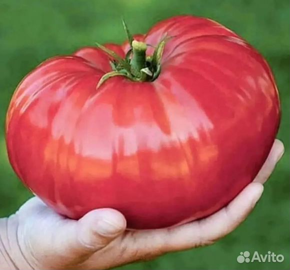 Рассада томаты, баклажаны, перцы