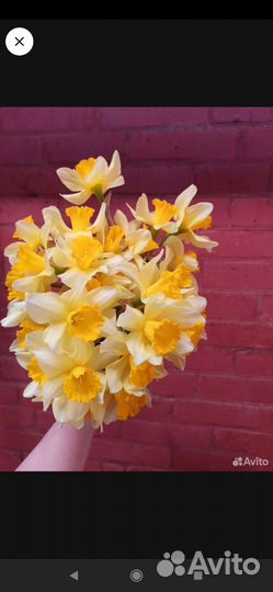 Луковицы тюльпанов и нарциссов