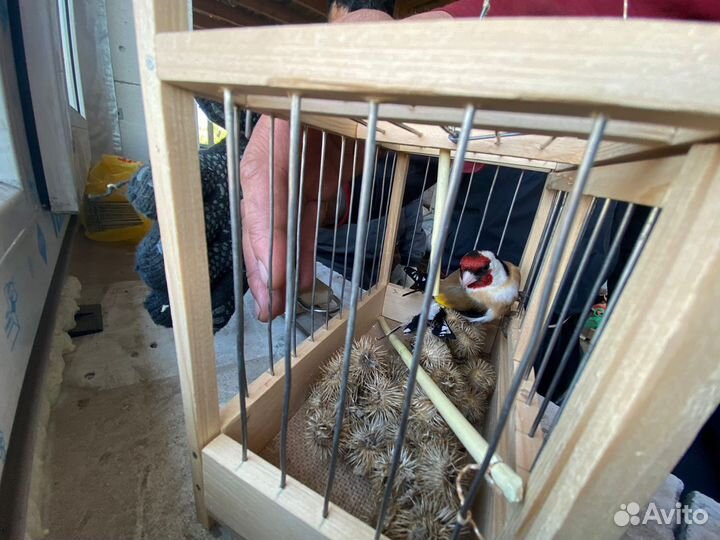 Щегол и птицы