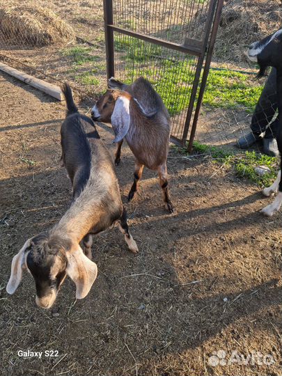 Продам дойных коз