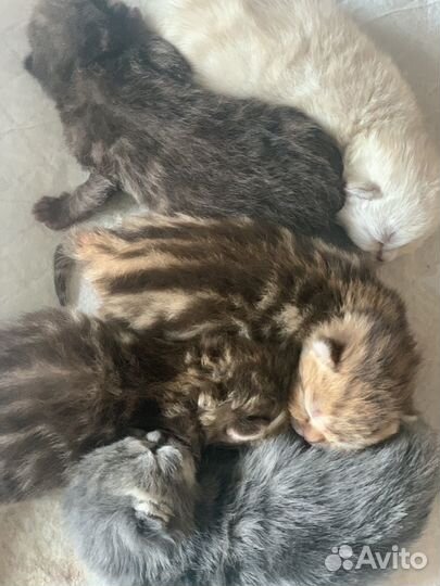 Шотладские котята