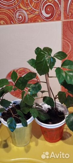 Березка - комнатная лиана