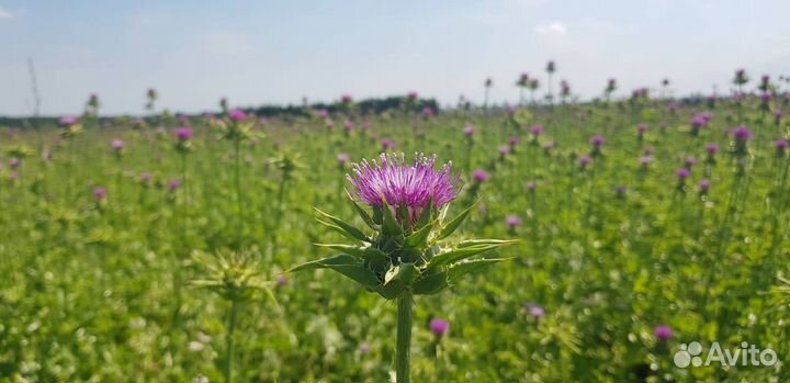 Семена расторопши пятнистой
